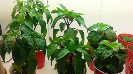 Live Peppers Jalapeno Vegetable Plant fit 4” pot