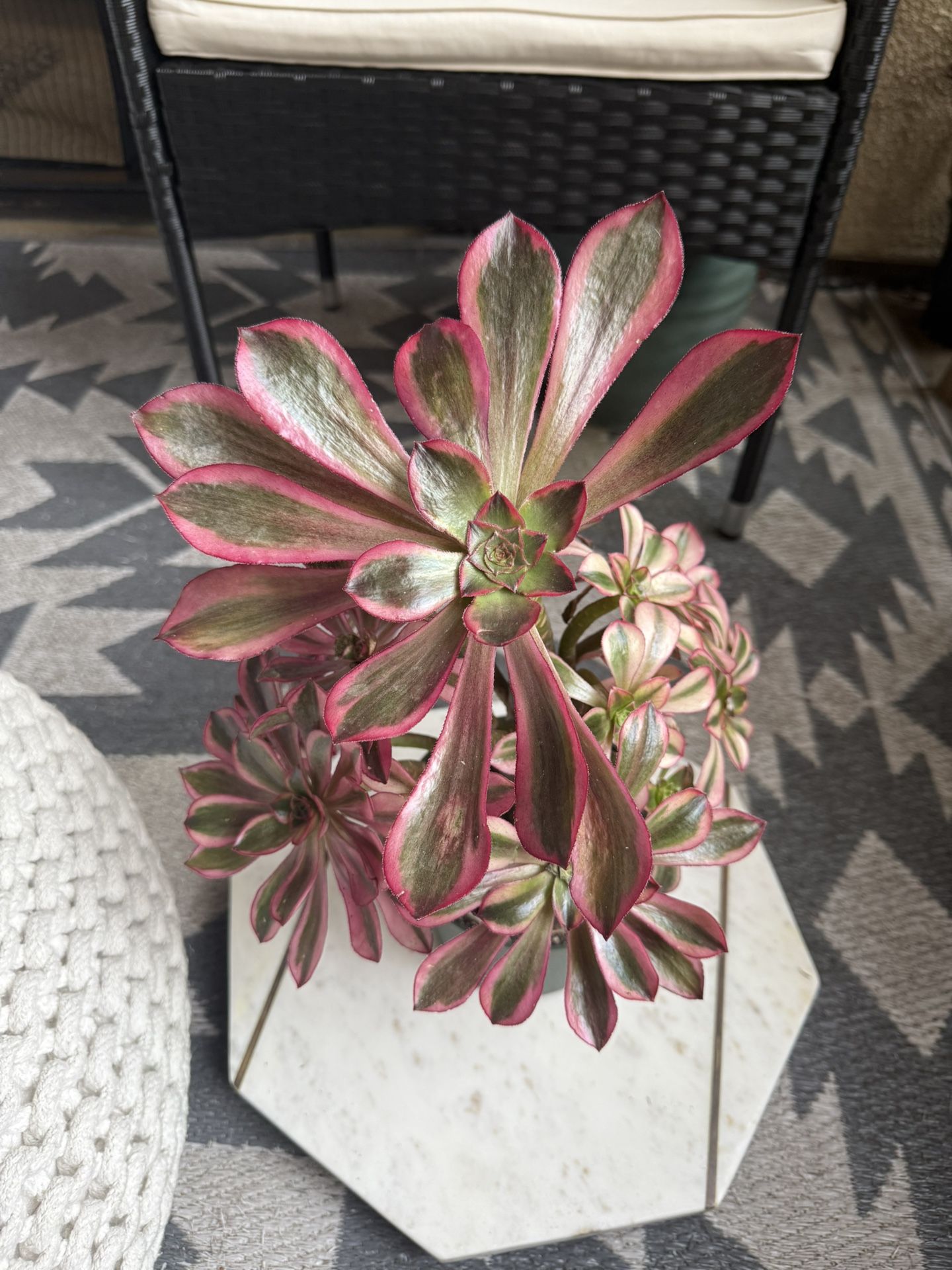 Aeonium Phantom Succulent