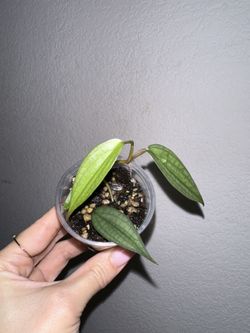 Philodendron Burle Marx Fantasy