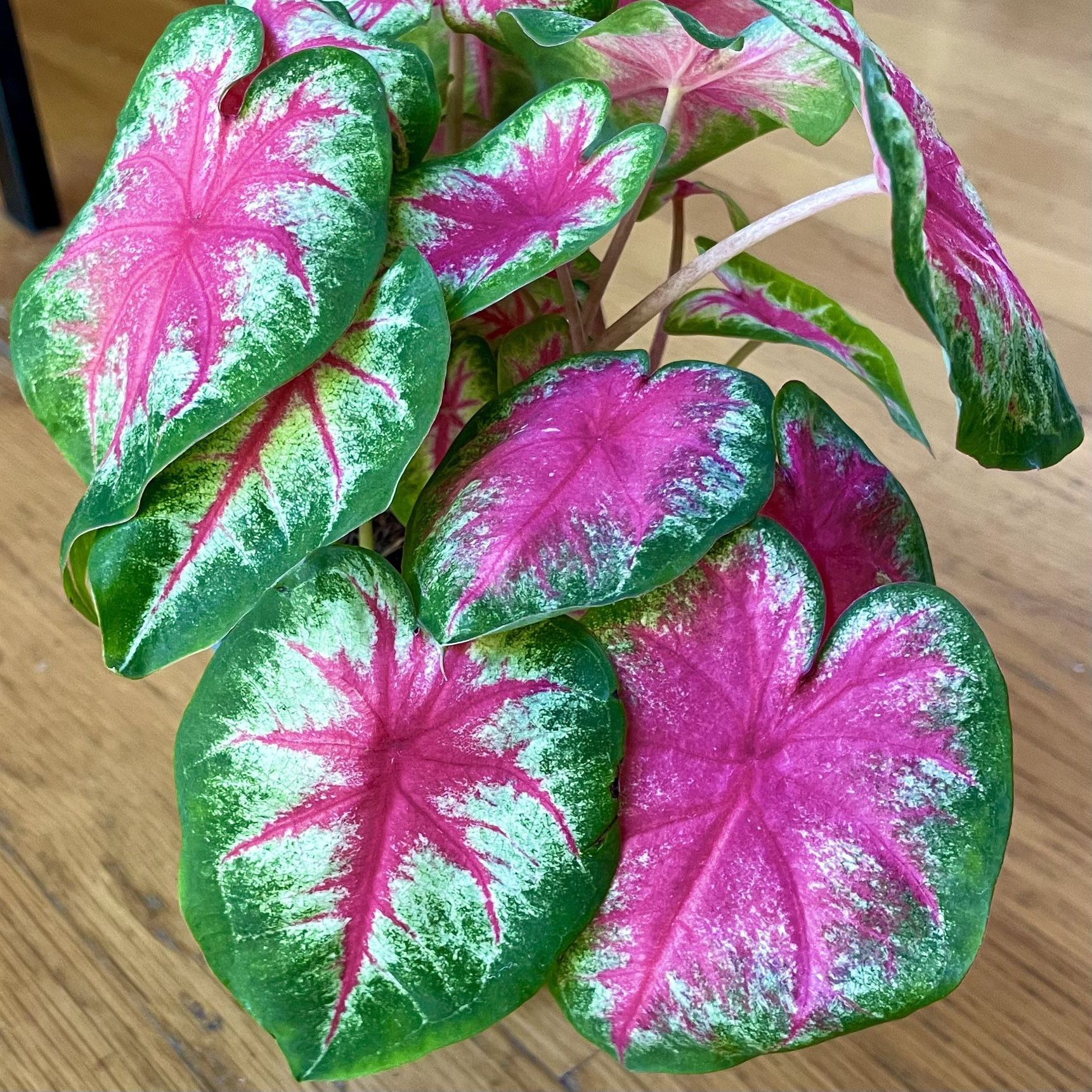 Caladium ‘Rosebud’ Plant / Free Delivery Available 