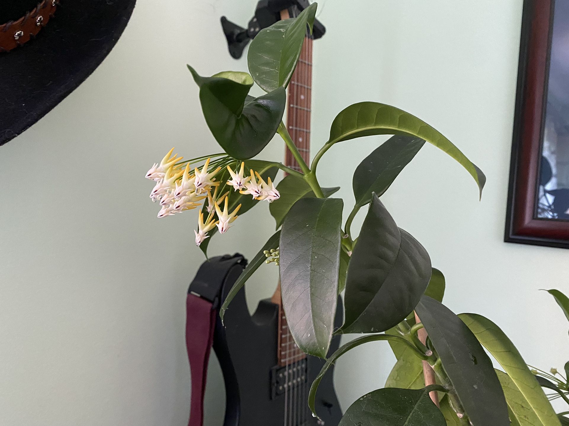 Large Hoya Multiflora Plant In Clay Pot Saucer