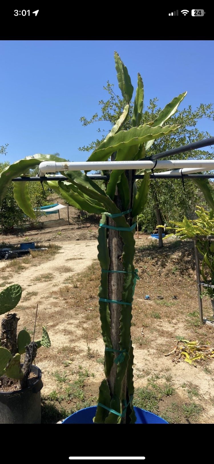 Dragon Fruit Plants