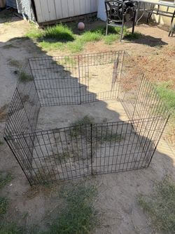 Dog play