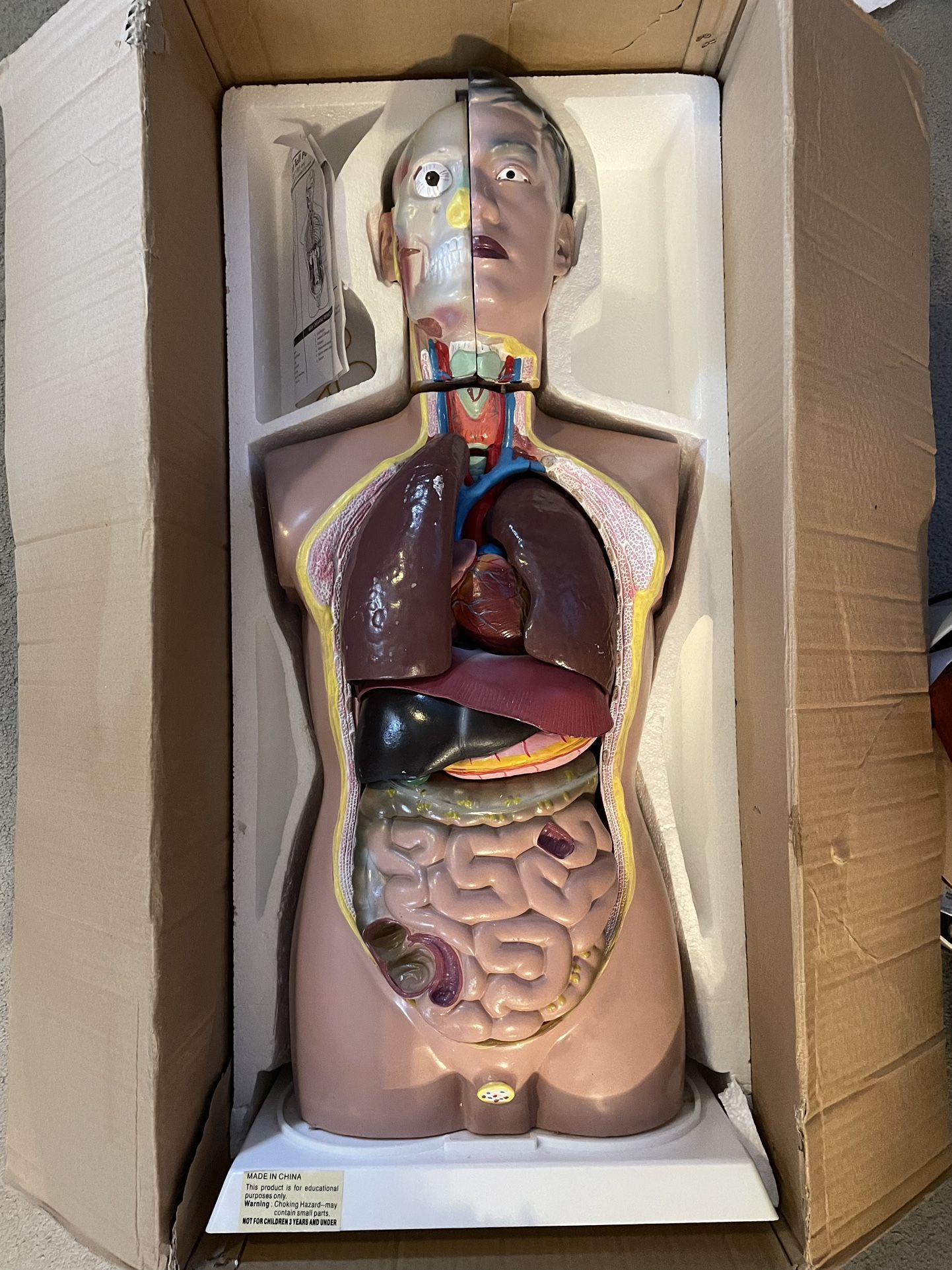 Anatomical Models: torso, heart, eye, teeth - Used/good condition