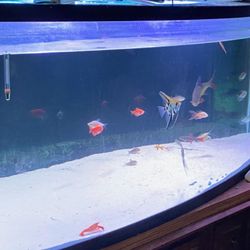 Fish Tank