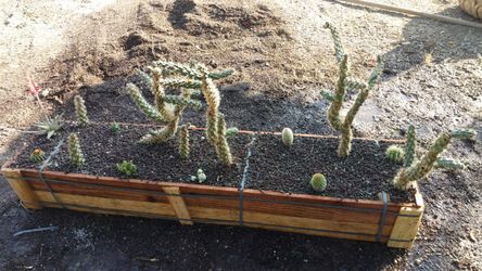 Plantero con cactos de poca agua..