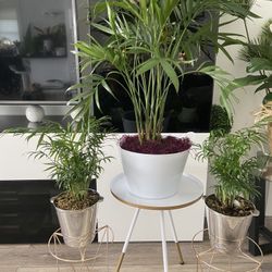 Housplants Cat Palm