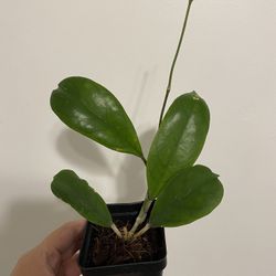 Hoya Viola