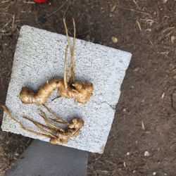 Ginger Root 