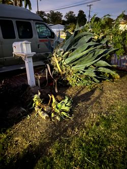 Free giant Century plant