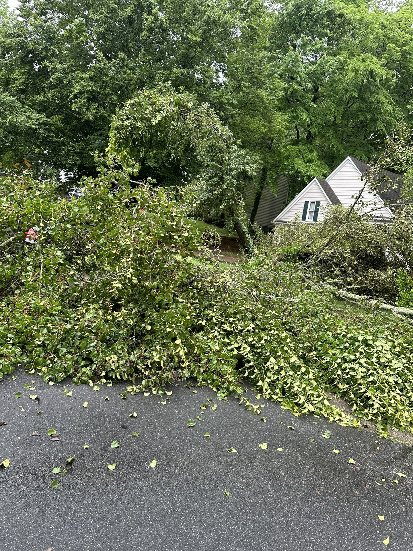 We Do Tree Remove Around Charlotte Tex For More Information