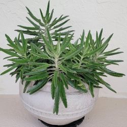 Mother Of Thousand Plant In Big Pot 