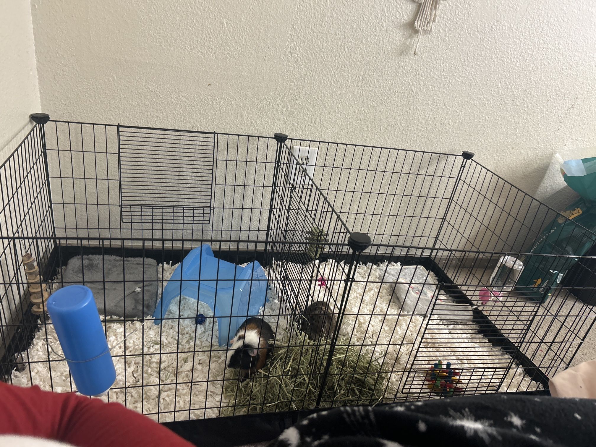 Guinea Pig Cage