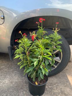 Jatropha shrub