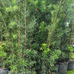 Gorgeous Podocarpus Plants For Inmediate Privacy!!! 6 Feet Tall Measurements Over The Pot!!! Fertilized 