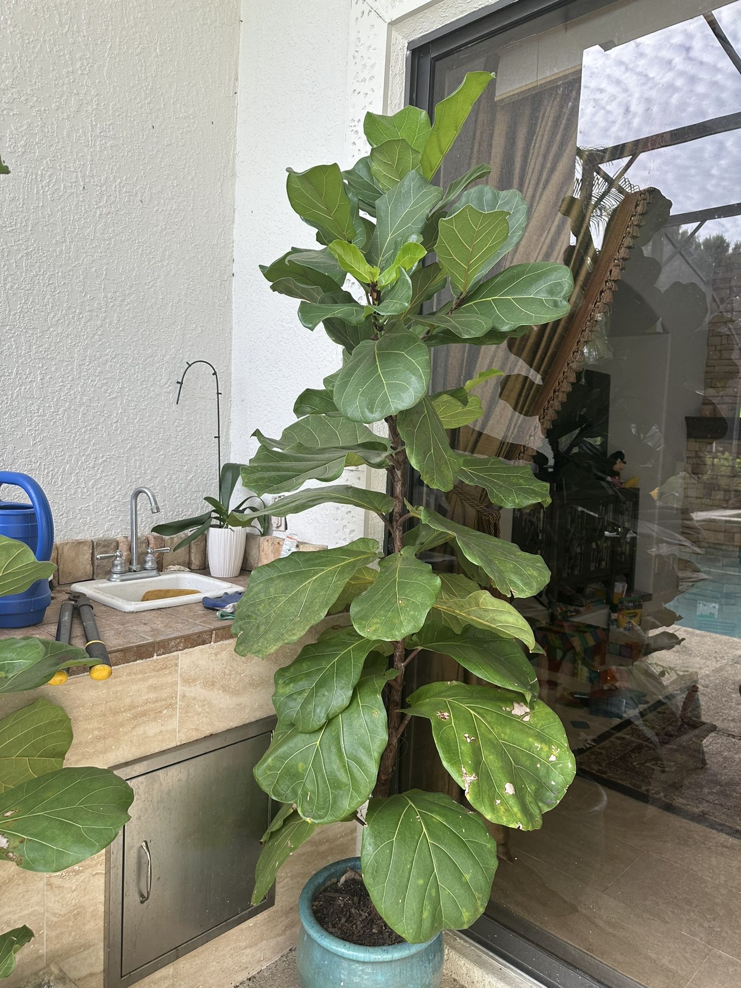 Live 7.5 ft tall healthy Fiddle Leaf Fig