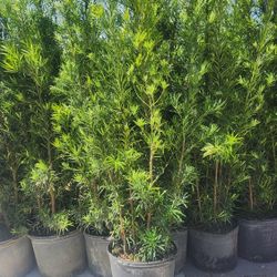 Spectacular Podocarpus Plants For Inmediate Privacy! About Feet Tall!
