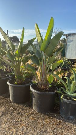 Giant bird of paradise