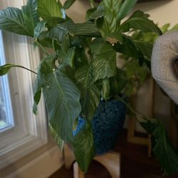 Peace Lilly Plant With Pot