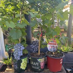 Árboles Frutales $35