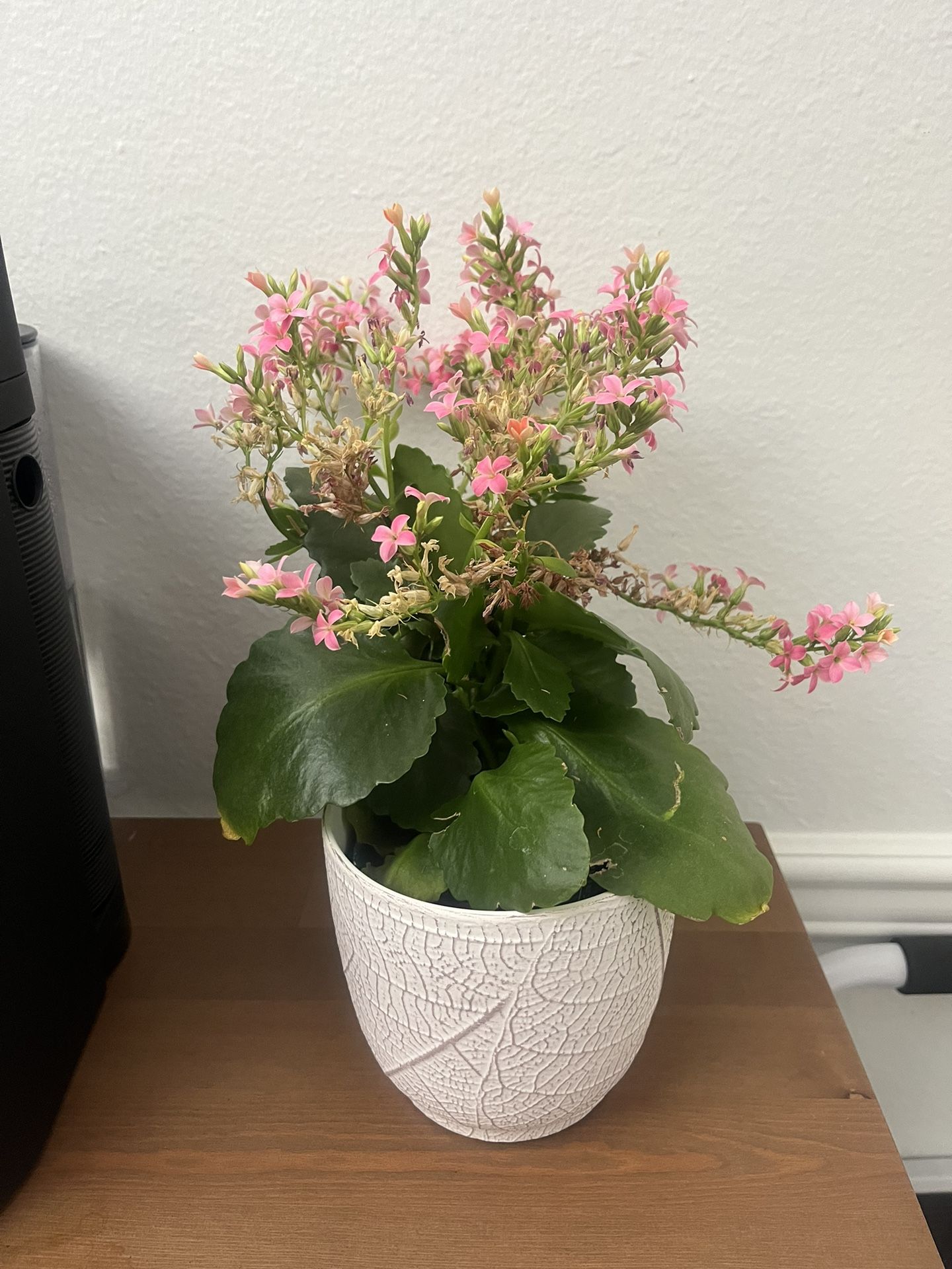 Flowering Succulent