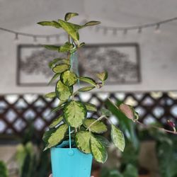 Hoya Australis Lisa Plant 