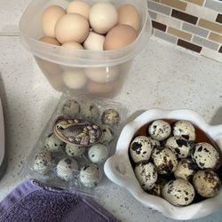 Fresh Eggs