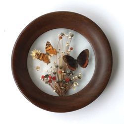 Butterfly Taxidermy Wall Art