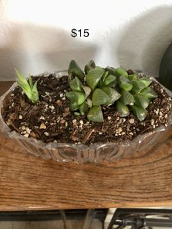 Succulents