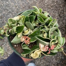 Plants