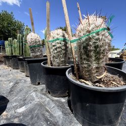 🌵 Old Man Cactus – Big & Beautiful 🌵