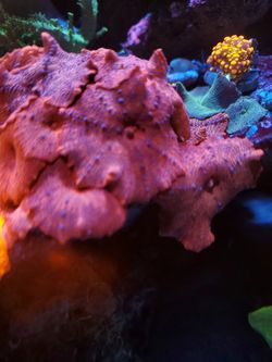 Superman coral mushroom