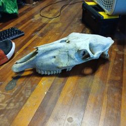 Horse Skull