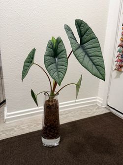 12” Alocasia bisma for sale or trade