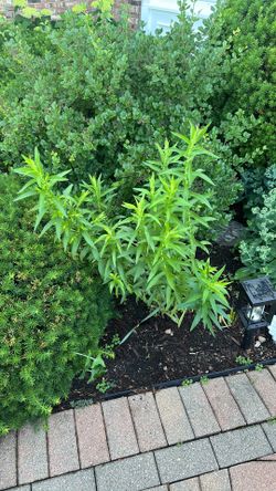 Free Milkweed Perennial