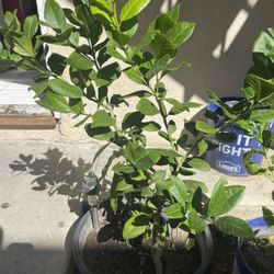 Limón 30