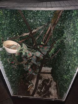 terrarium