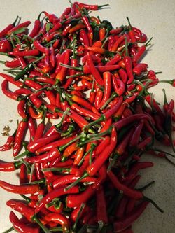 Chile 🌶 picoso
