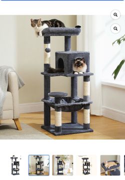 Cat home playing