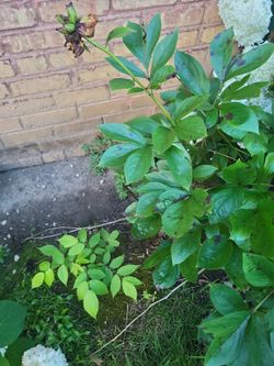 Mature Peony ~36 in, Dig-Your-Own