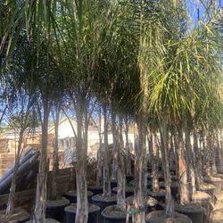 Queen Palms