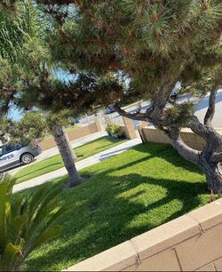 Lawn