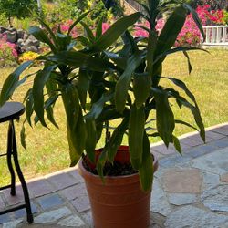 Beautiful, Young , Fresh Green Plants 4 Stems In A One Planter. 