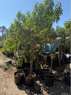 Yellow peaches Trees / Árboles de duraznos amarillos $30 each