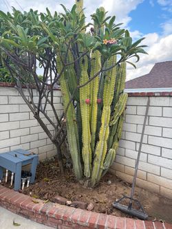 columnar Euphorbia, possibly an African candelabra-type succulent