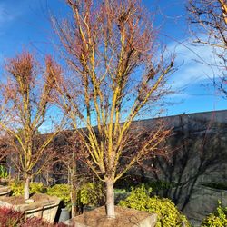 Coral Back Japanese Maple