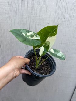 Variegated Alocasia Macrorrhiza