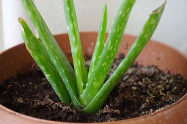Aloe Vera Plants (6" And Bigger)