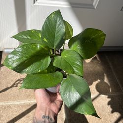 Golden Pothos