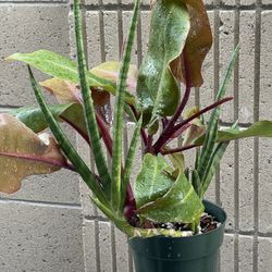 Philodendron ‘Prince of Orange’ + Cylindrical Snake Plant Combo – 6” Pot